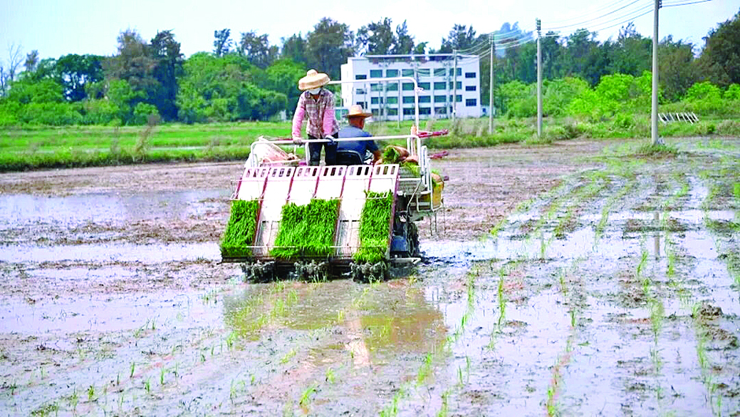     碧甲村海水稻种植基地里正在自动化插秧。    惠州日报记者蔡伟健 特约通讯员叶衍达 摄
