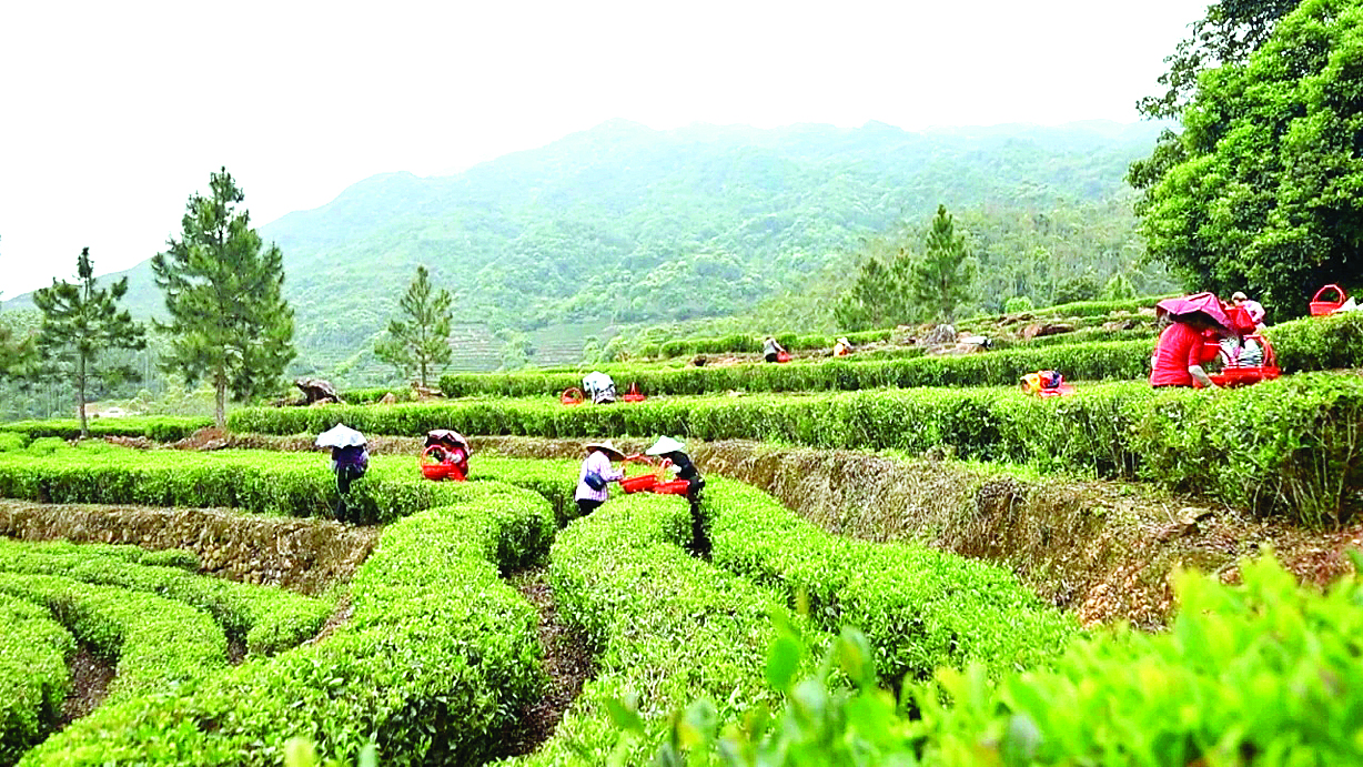     横坑茶生态基地茶树郁郁葱葱。    惠州日报记者蔡伟健 通讯员马观英 周小芳 摄