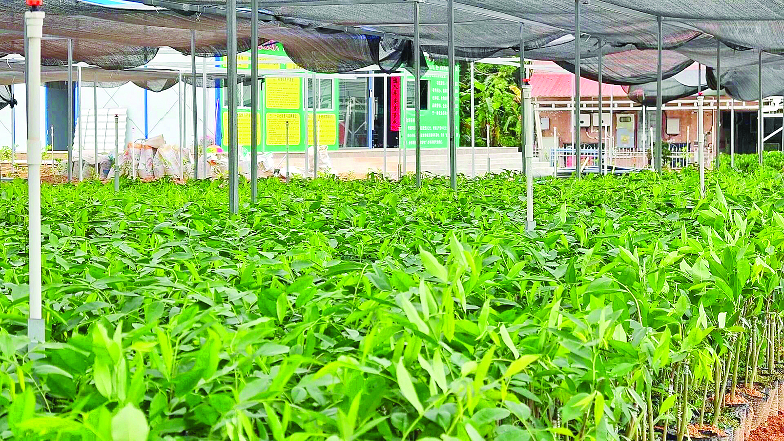     集联村全力推进沉香种植。    惠州日报记者蔡伟健 特约通讯员杨豪 摄