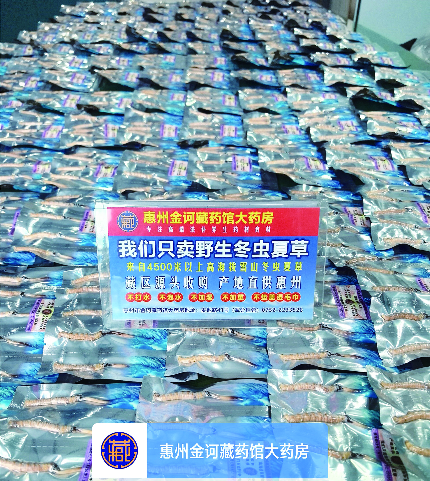     4800多米的高海拔野生冬虫夏草。