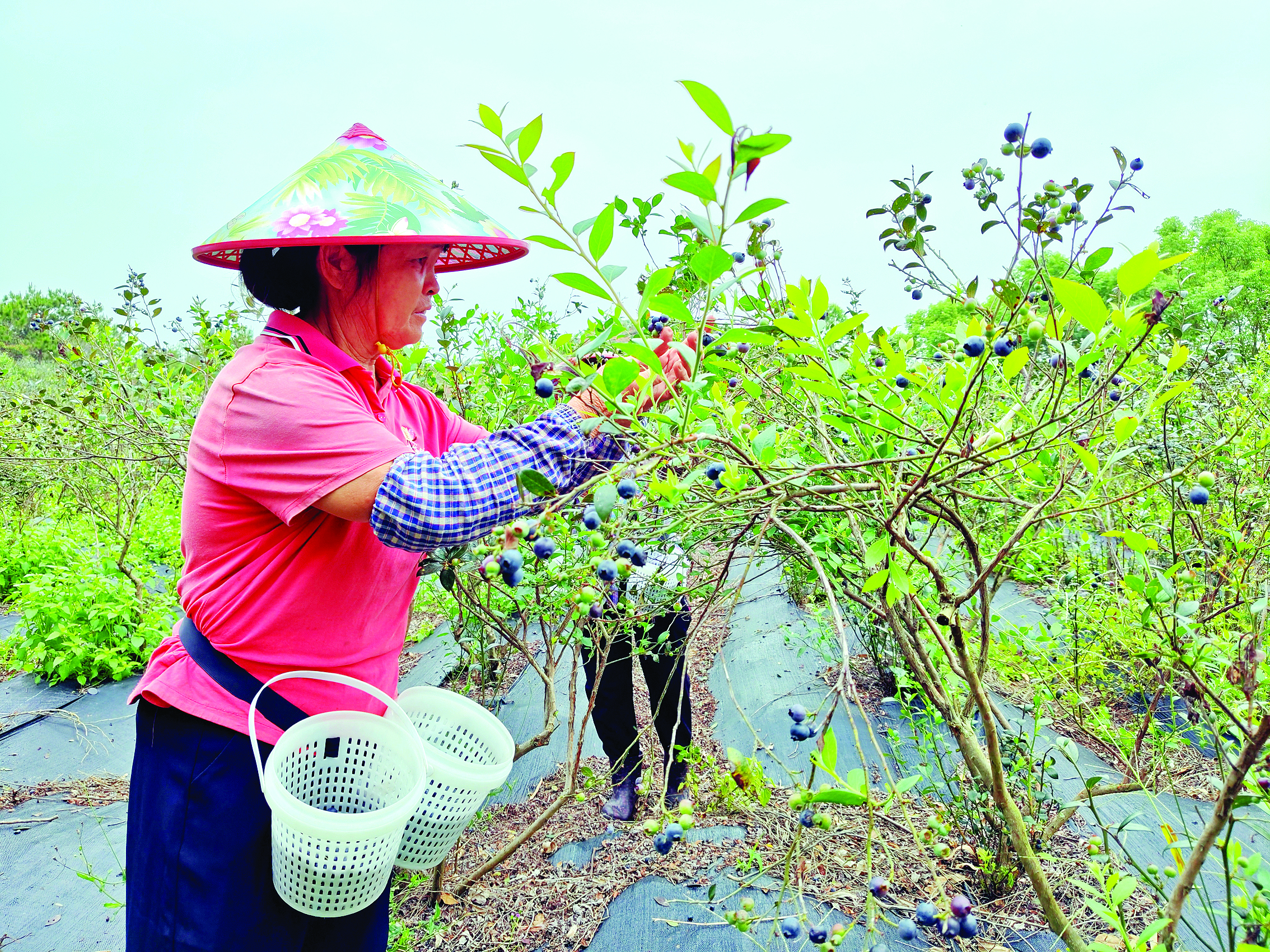     工人在蓝莓庄园种植基地采摘蓝莓。