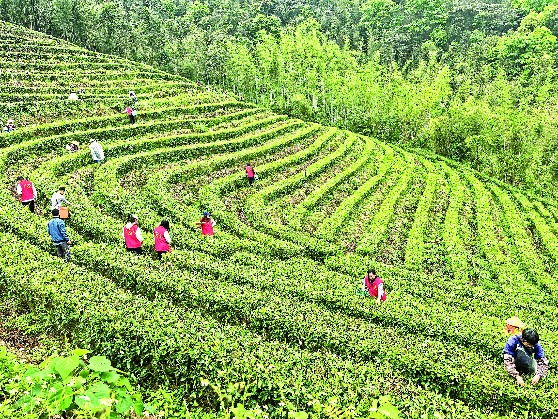     芒派村、古洞村党员志愿者在古洞村茶园采茶。图片由地派镇提供