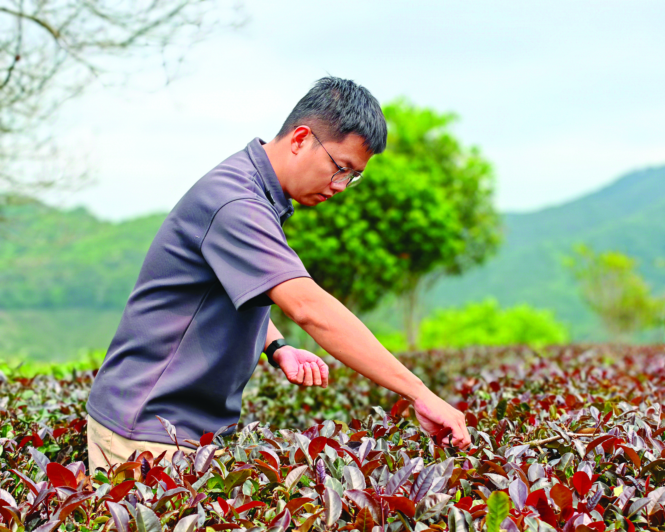     刘桓宏扎根绿水青山，坚守有机品质，用新时代新玩法种茶、卖茶。    惠州日报记者陈春惠 摄