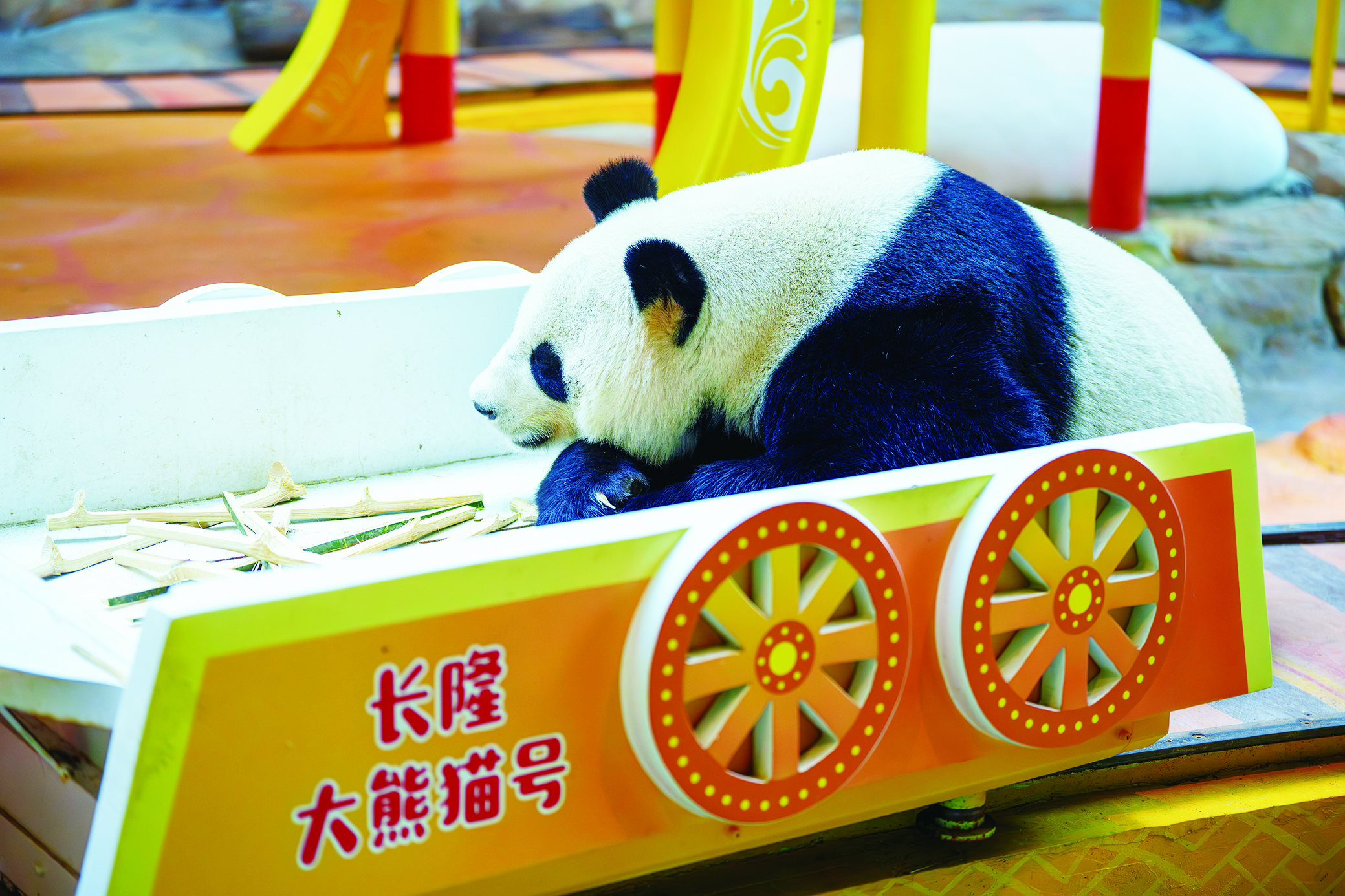    广州长隆野生动物世界里的大熊猫。