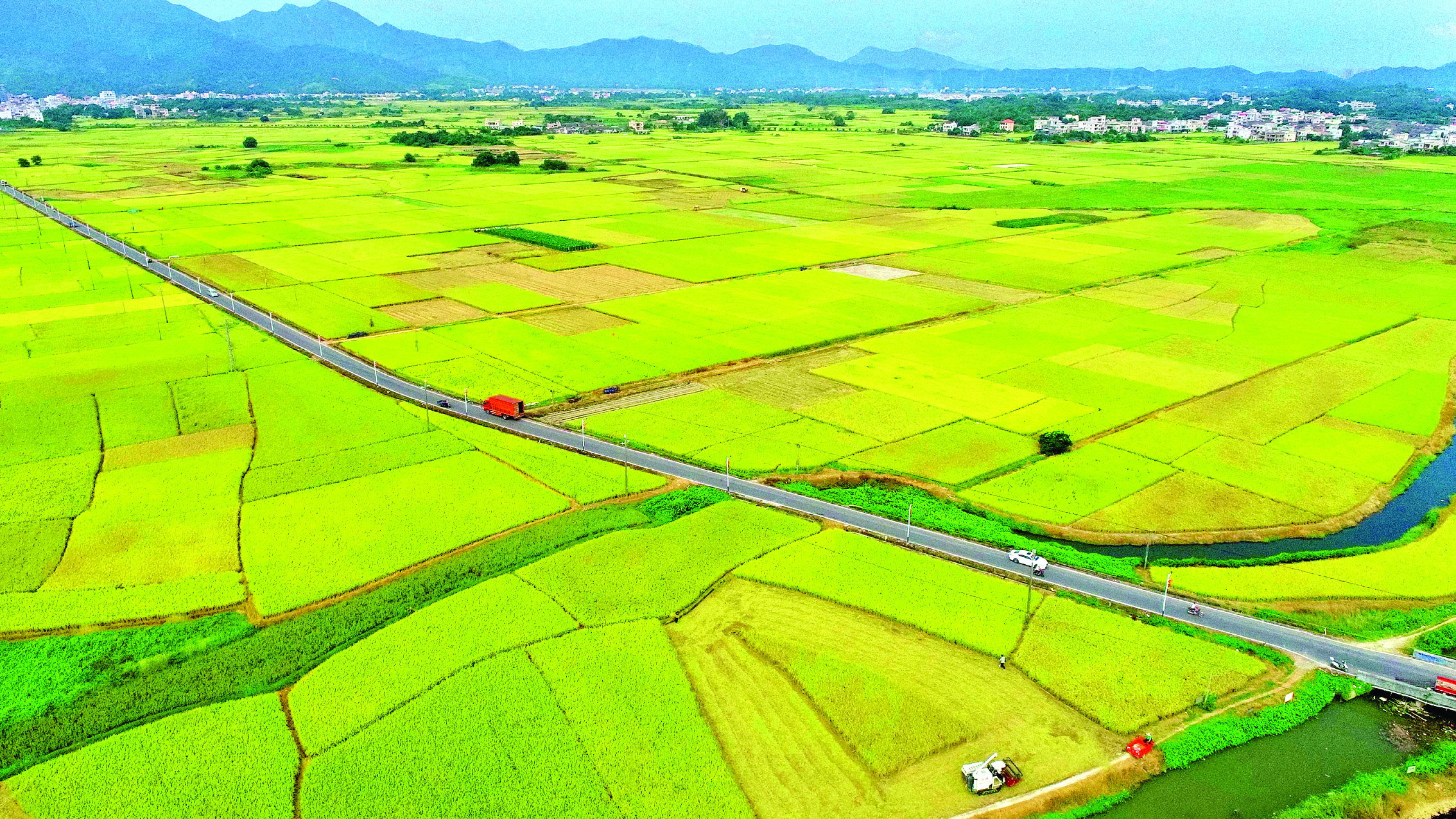     惠东铁涌稻田。