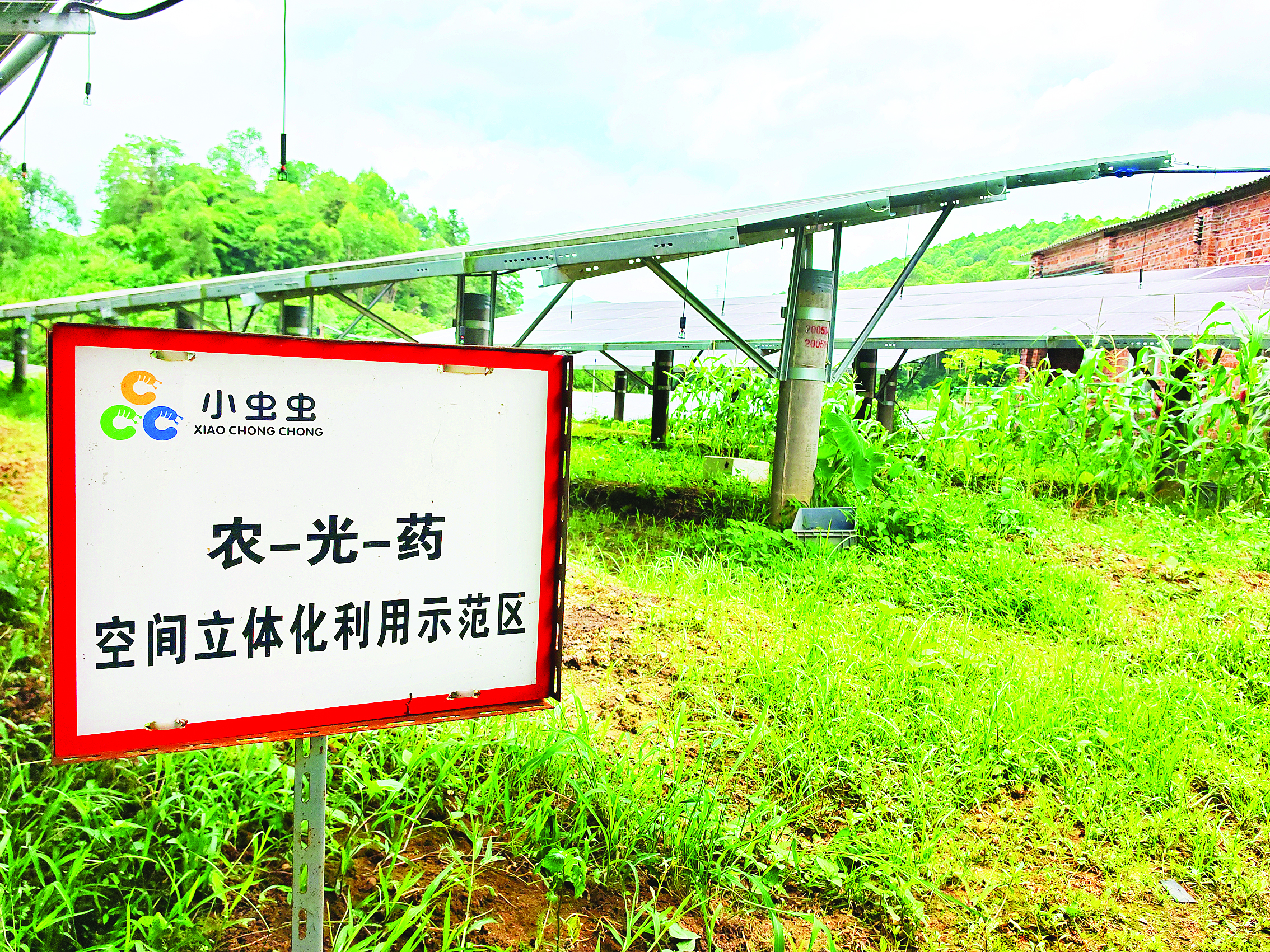    惠州市小虫虫生物科技有限公司创新打造农、光、药三位一体立体种养模式，深耕绿色农业赛道。