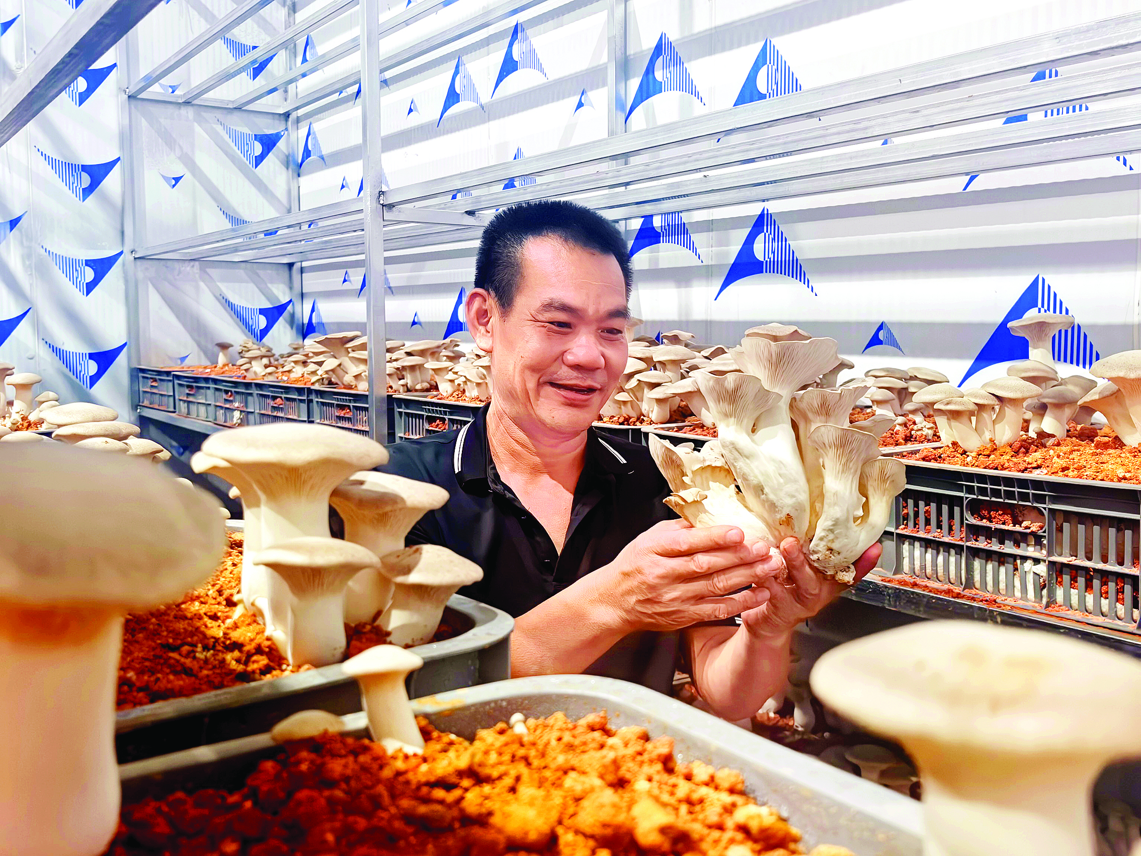     看着麒麟菇丰收，李志勇喜笑颜开。惠州日报记者陈春惠 摄