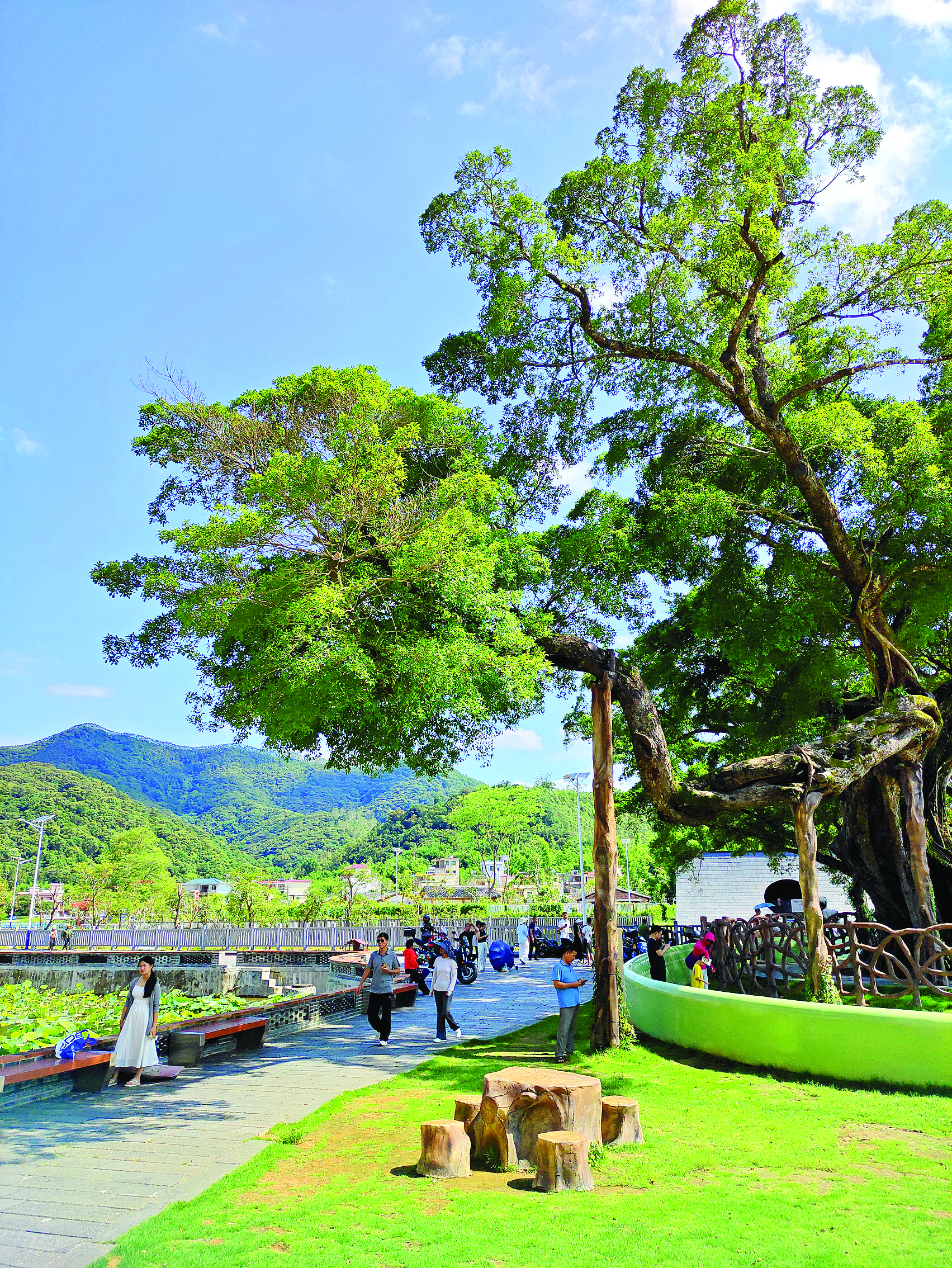     龙门麻榨中心村千年古榕成为218最美旅游公路上极具辨识度的文化地标。