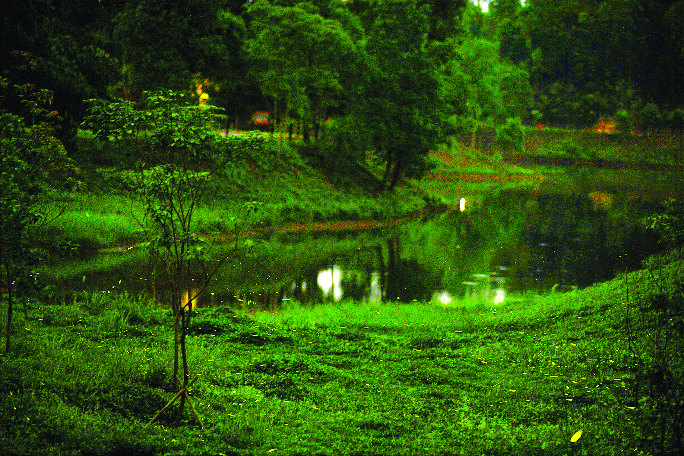 <p>    桃花源景区内，萤火虫如繁星般闪烁飞舞。</p>