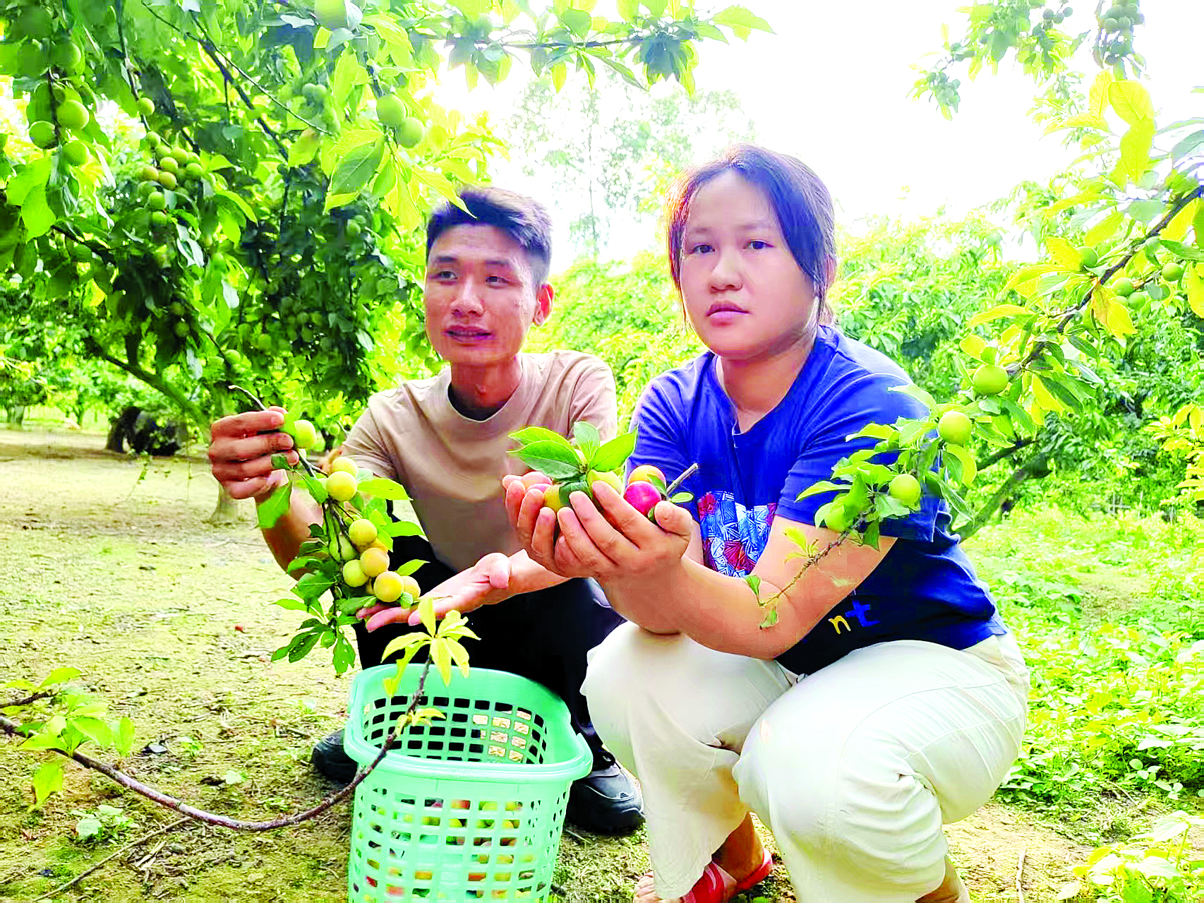     刘润华、孔俪樽夫妻在拍摄采摘李子短视频。