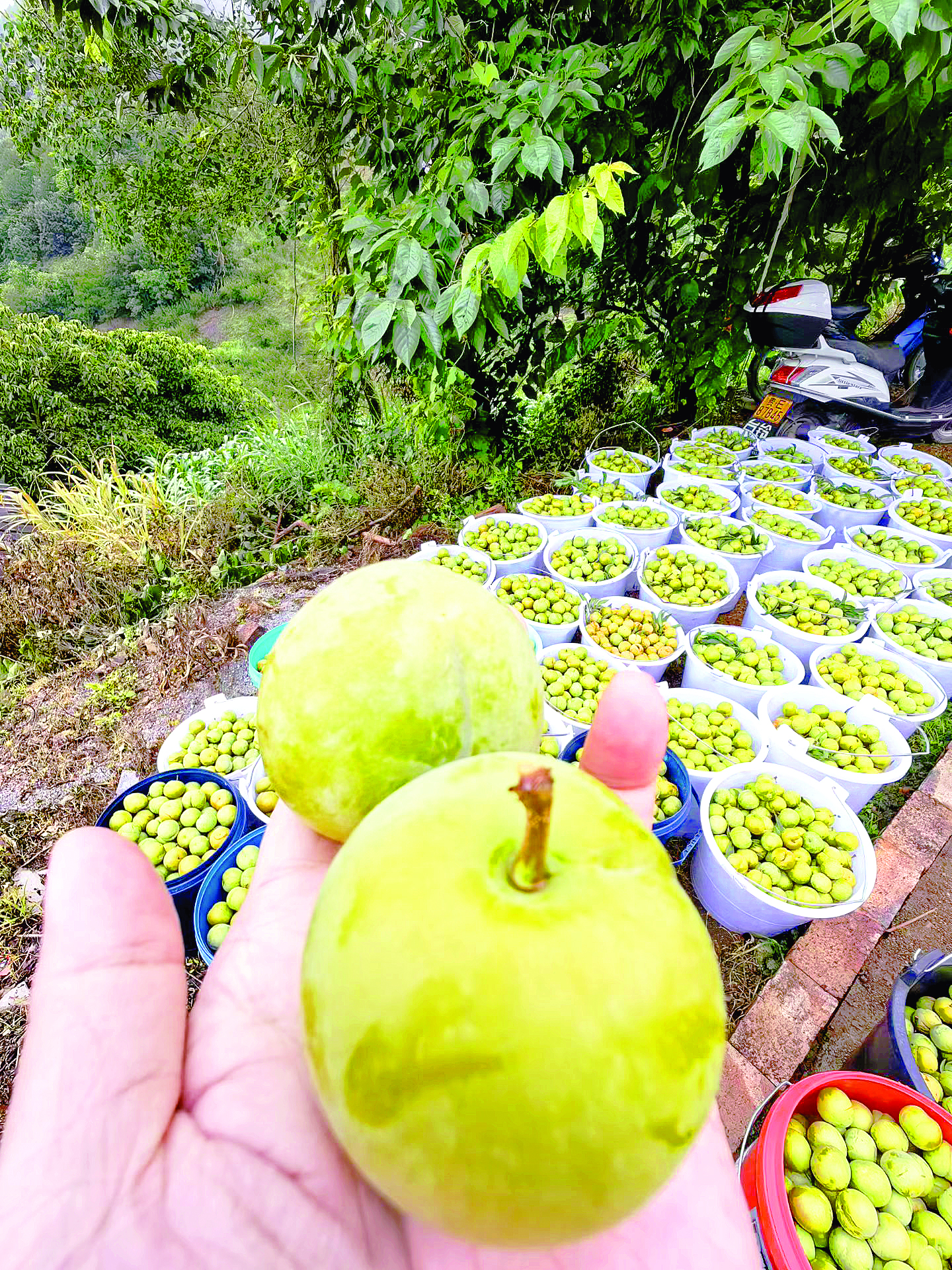     册亨县巧马镇的蜂糖李。