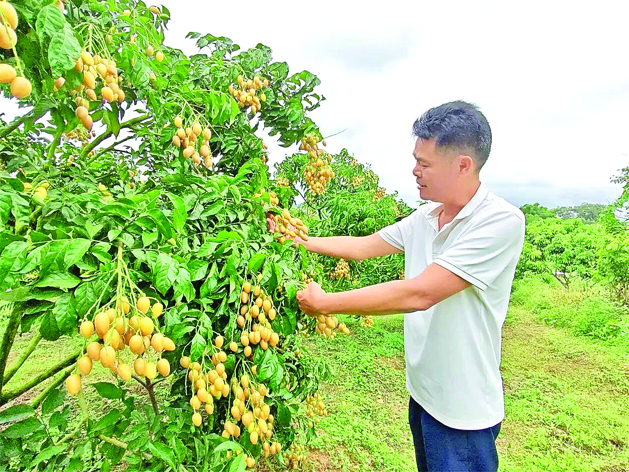     小禾洞村黄皮丰收。