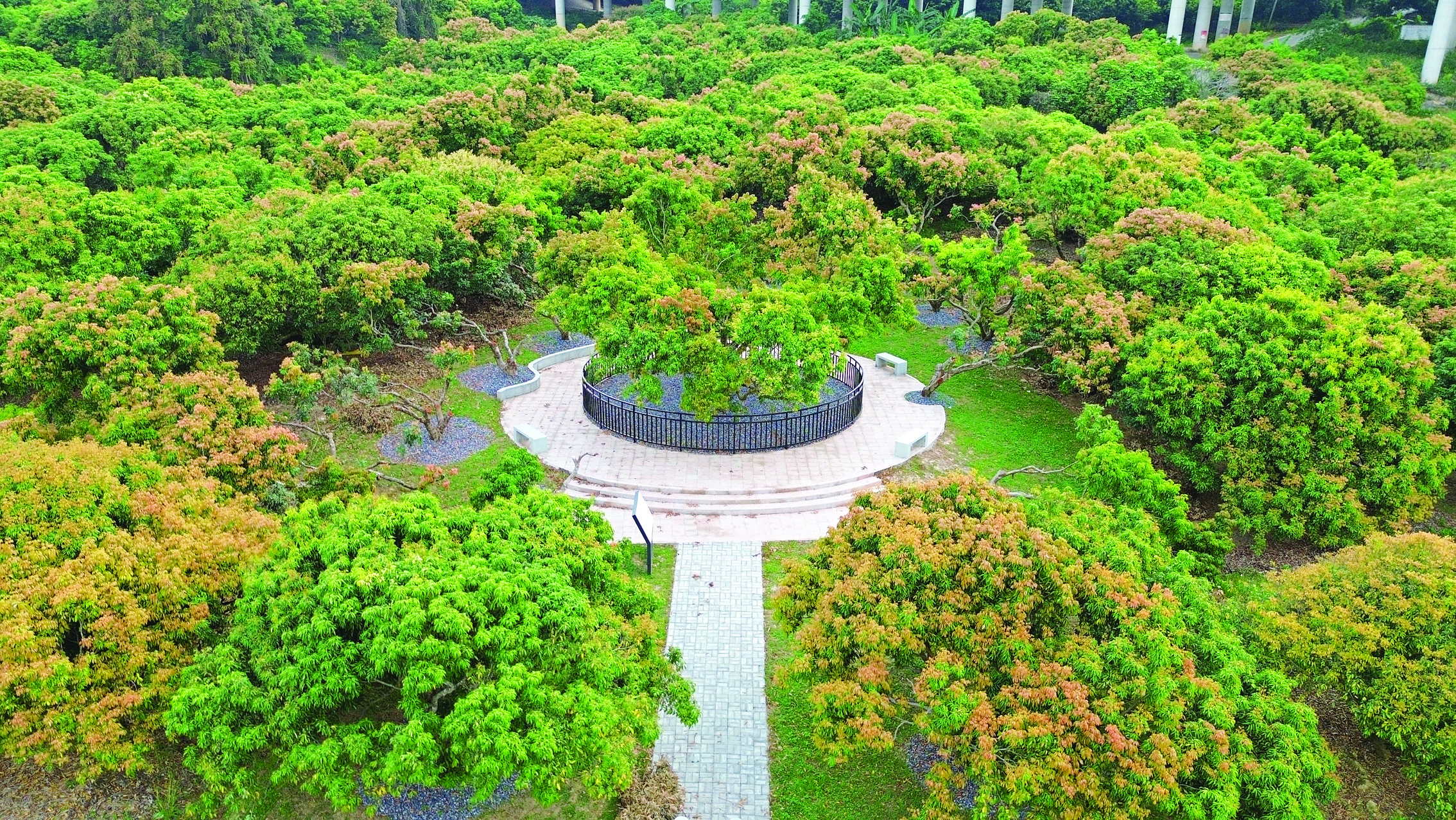     “将军绿”母树位于仲恺高新区沥林镇企岭村，树龄80余年。