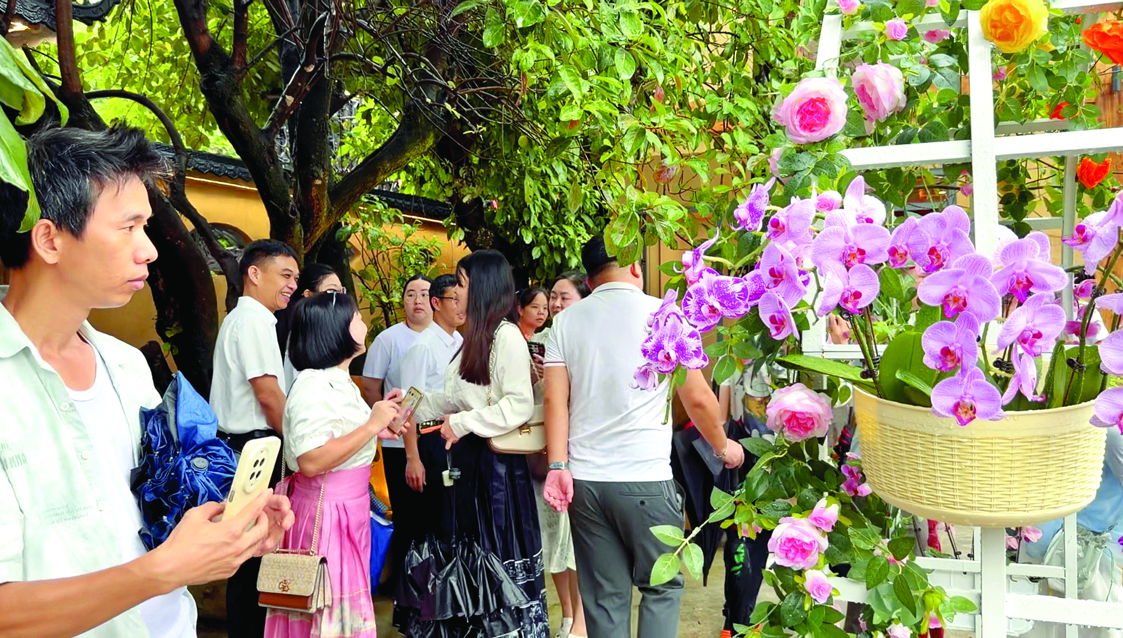     宾客们穿梭于山谷雅亭之间观赏兰花。