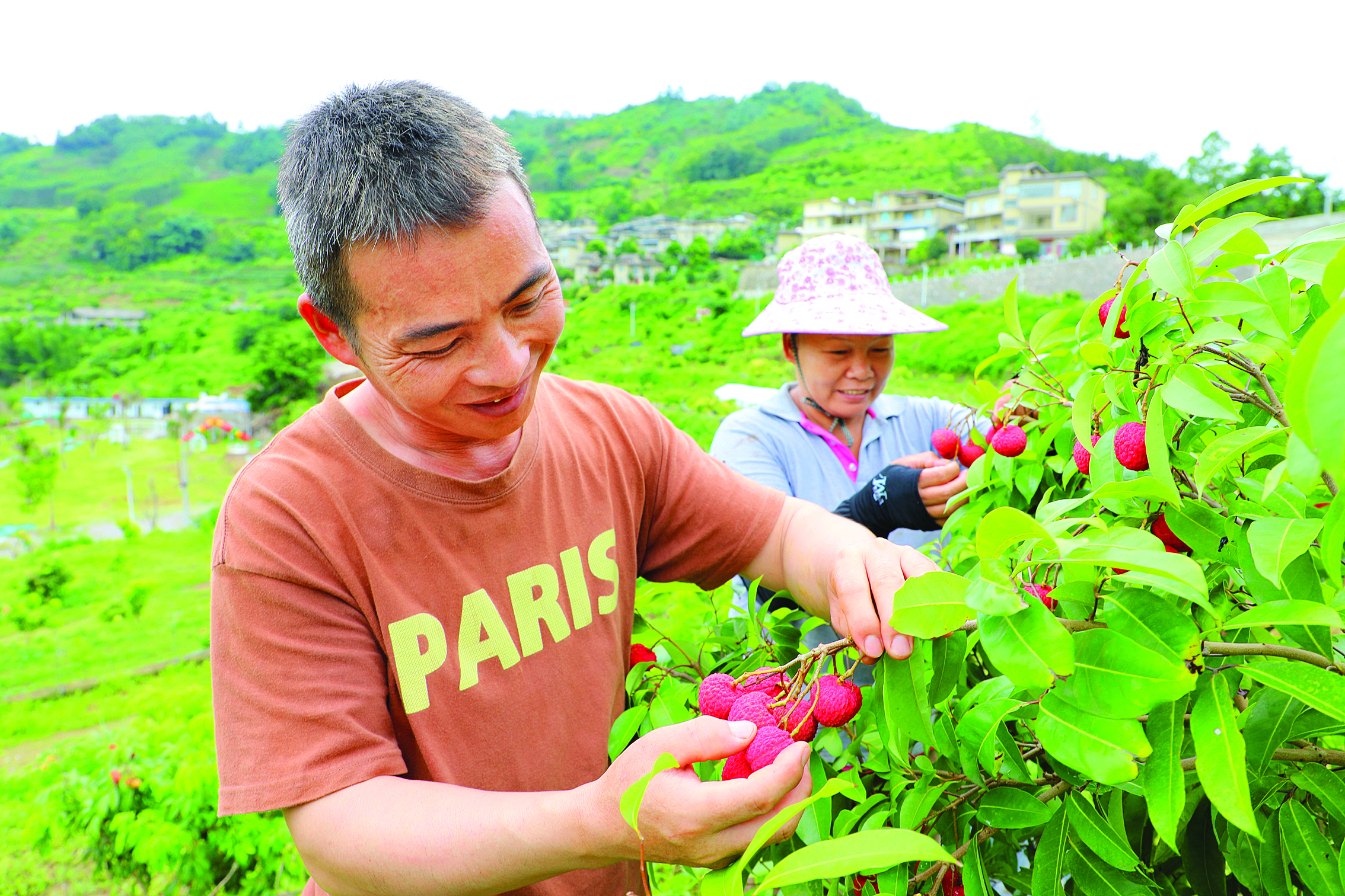     册亨岩架“美荔传说”基地果农收获丰收的喜悦。