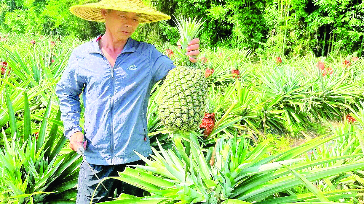     果农采摘成熟的西瓜凤梨。惠州日报记者黄宇翔 通讯员龙融心 摄