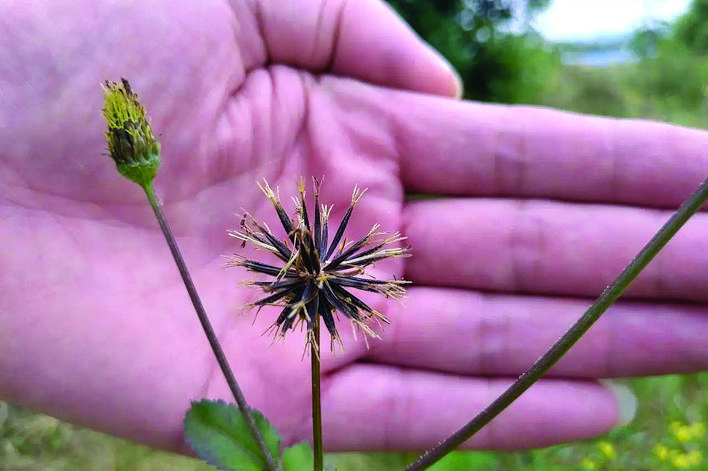     鬼针草。