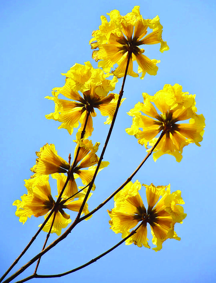     黄花风铃木的形状，很像小喇叭，她的英文名就叫“golden（金色的） trumpet（小号） tree（树）”——虽然无法吹响，但吹奏起每个人心中的春曲。