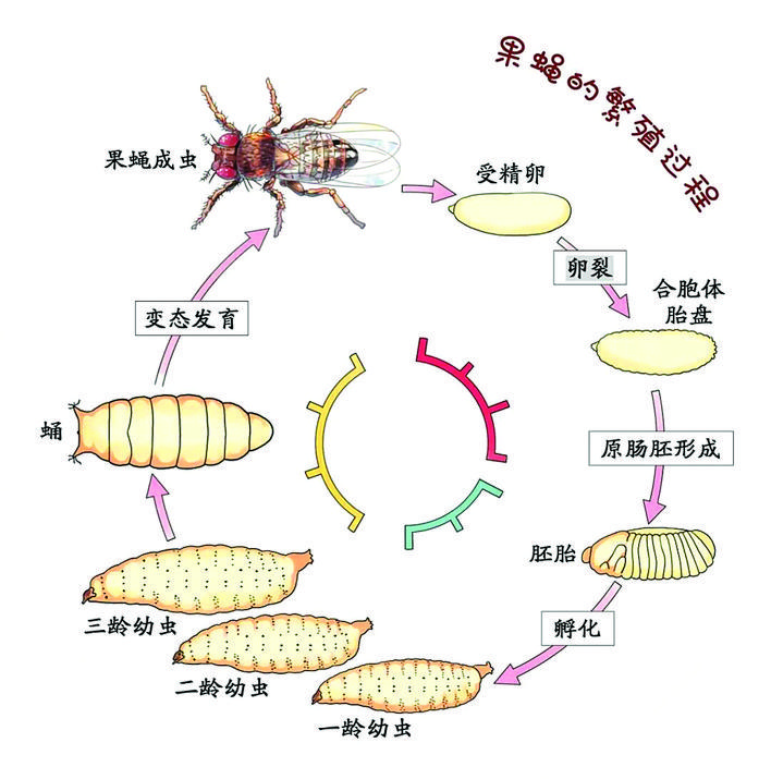     果蝇的生命周期很短，它们可以在几天之内从小宝宝长大成“虫”，这让实验可以在几天之内就完成，大大缩短了实验时间。